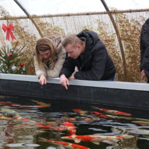 Koi karpers kiezen bij Unikoi