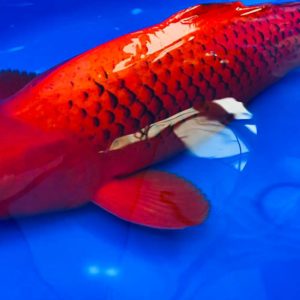 Koi kopen | Unikoi - Japanse koi en vijveraanleg Koi Kopen | Unikoi - Japanse Koi En Vijveraanleg