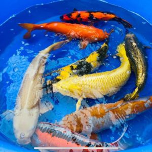 Koi kopen | Unikoi - Japanse koi en vijveraanleg Koi Kopen | Unikoi - Japanse Koi En Vijveraanleg