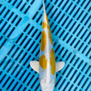 Koi kopen | Unikoi - Japanse koi en vijveraanleg Koi Kopen | Unikoi - Japanse Koi En Vijveraanleg