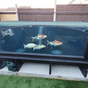 Koi tank