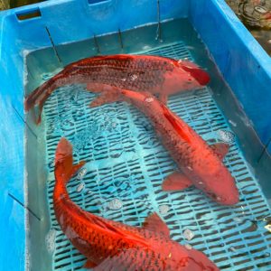 Kostprijs koi