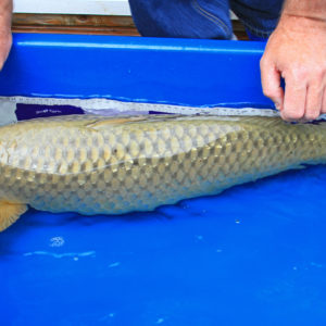chagoi koi