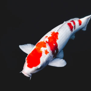 kohaku koi