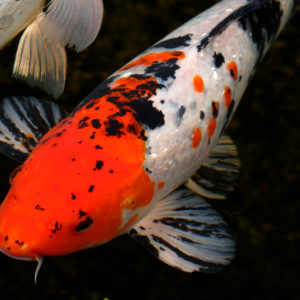 sanke koi