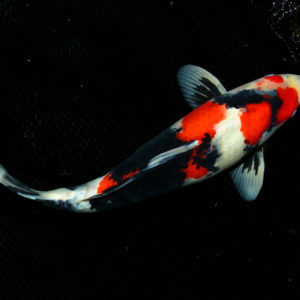 showa koi