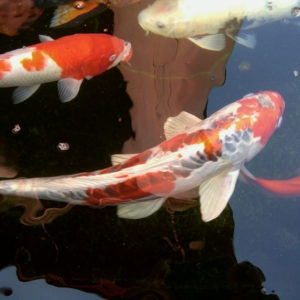 Shusui koi