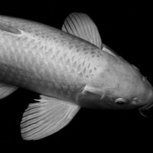 Soragoi koi