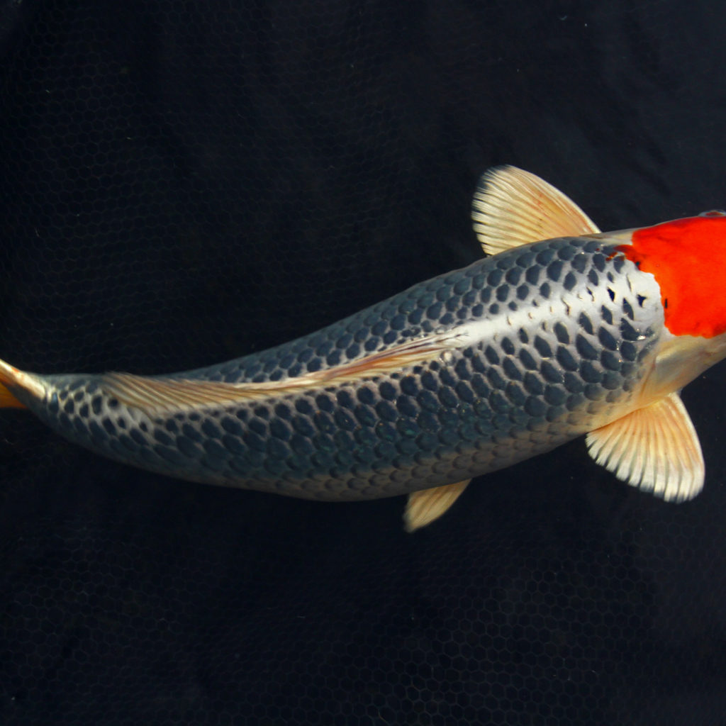 tancho koi