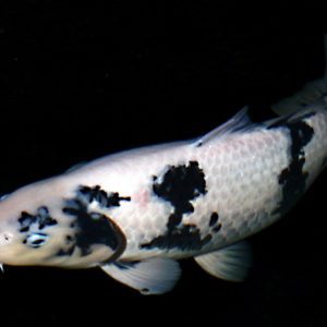 bekko koi