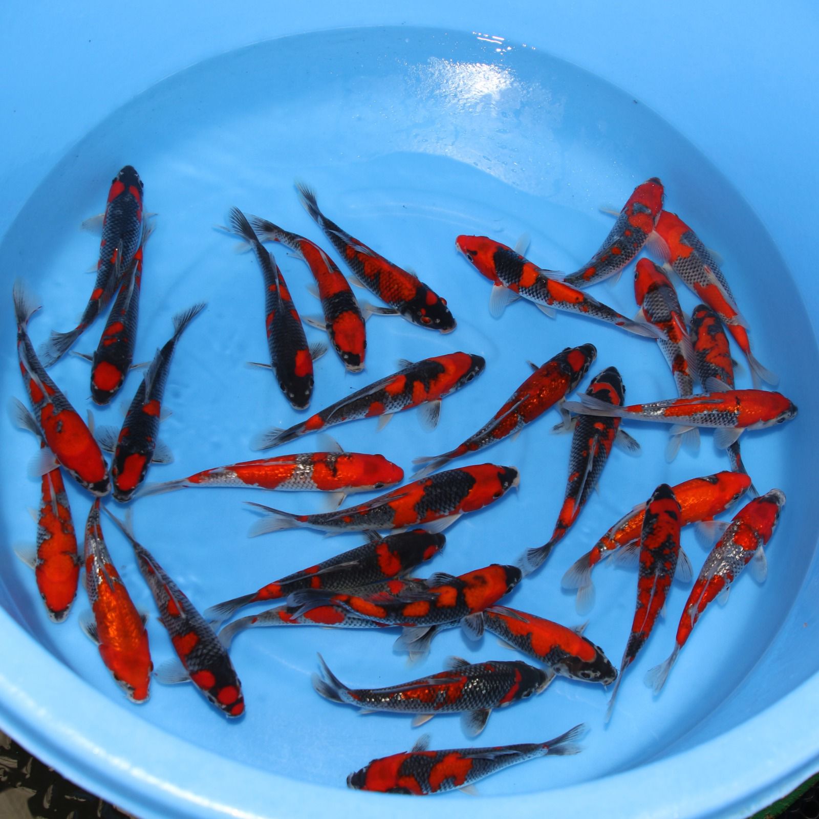 Koi challenge: Tosai Goshiki koi