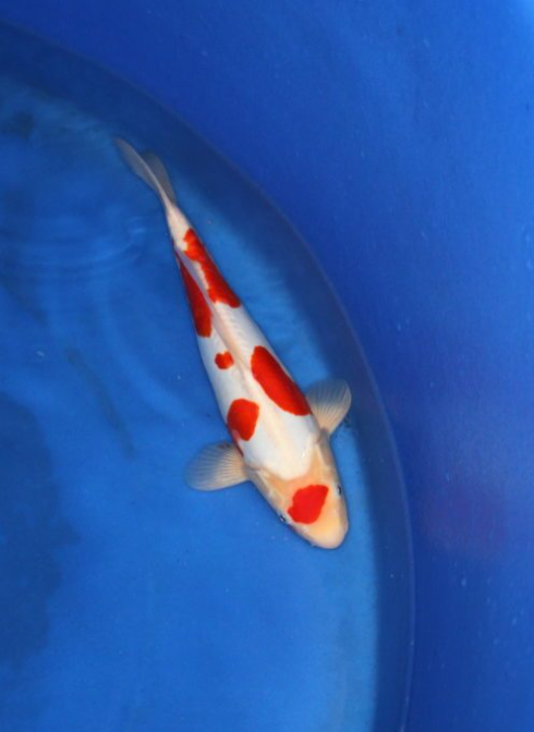 kohaku koi