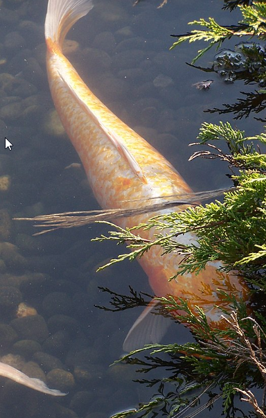 kawarimono koi kopen