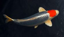 tancho koi