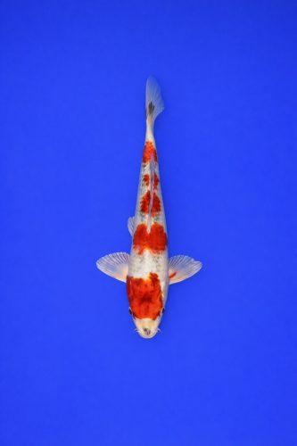 ZZZ - AOKI - 052 - 395EUR (dubbel 1)