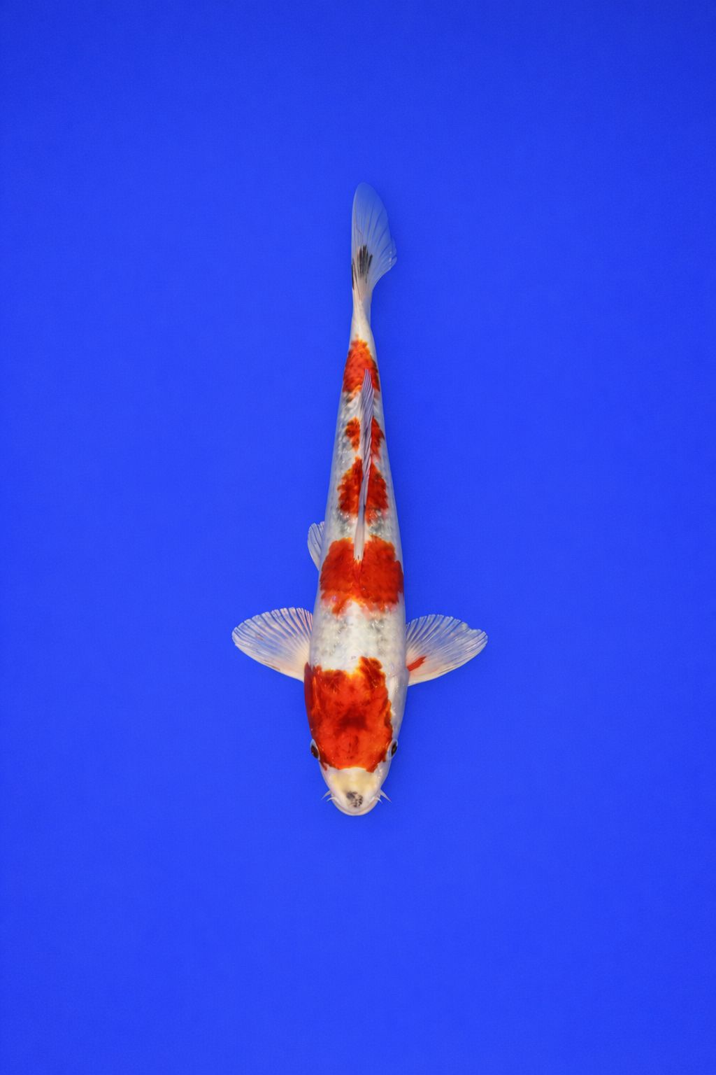 ZZZ - AOKI - 052 - 395EUR (dubbel 1)