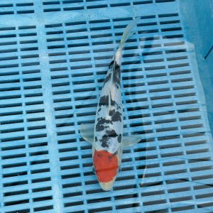 Tancho Sanke koi kopen