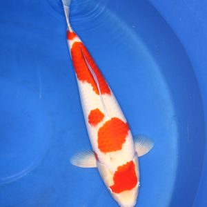 Doitsu Kohaku koi kopen