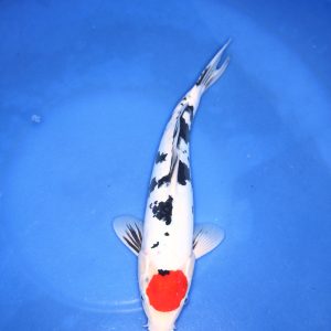 Tancho Showa koi. kopen