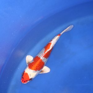 Heisei Nishiki koi