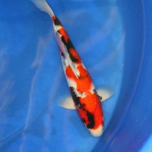Kanoko koi kopen