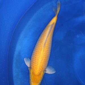 Yamabuki Ogon koi kopen