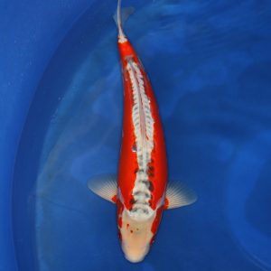 Doitsu Shusui koi kopen