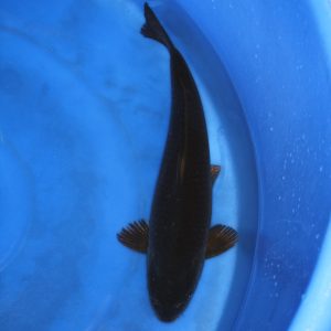 Soragoi koi kopen
