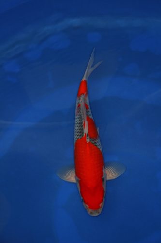 IMG_5662