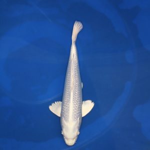 Platinum Ogon koi kopen