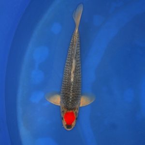 Matsuba koi kopen