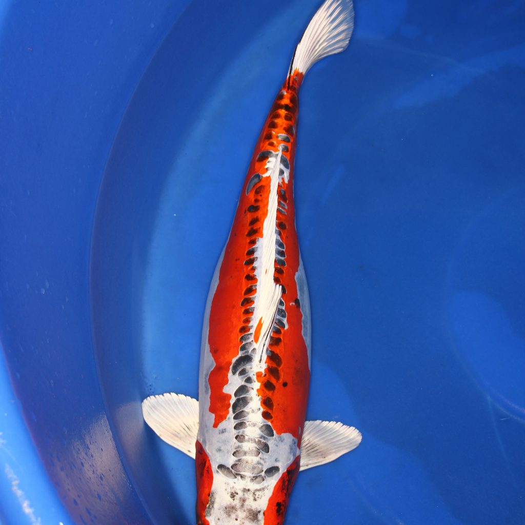 Shusui koi kopen