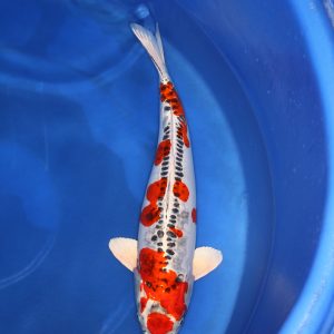 Kinsui koi kopen