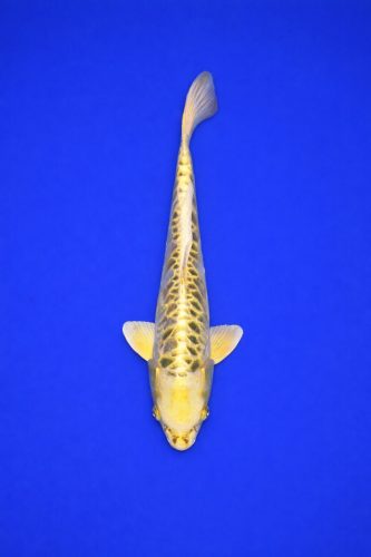 ZZZ - AO - 027 - 595EUR (dubbel 1)