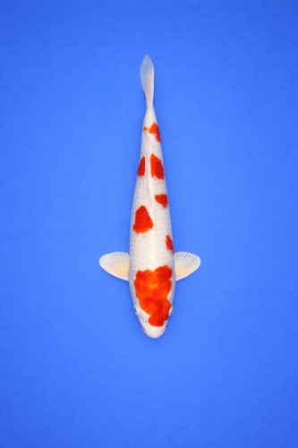 ZZZ - AOKI - 052 - (dubbel 2) (AO-006)