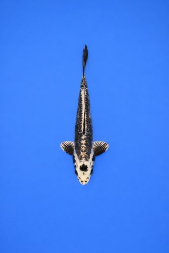 ZZZ Geen REF 8 (AO-019) ZZZ Geen REF 8 (AO-019)