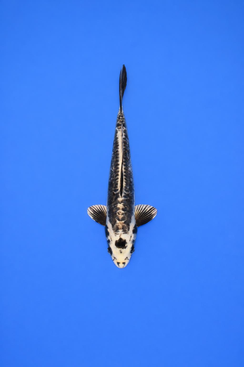 ZZZ Geen REF 8 (AO-019) ZZZ Geen REF 8 (AO-019)