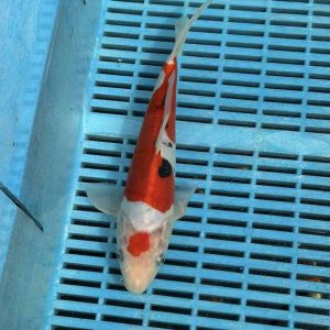 Ai Goromo koi kopen