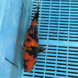 Hi utsuri koi kopen