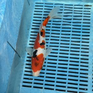 Doitsu Sanke koi kopen