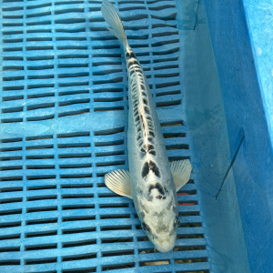 Ginsui koi kopen
