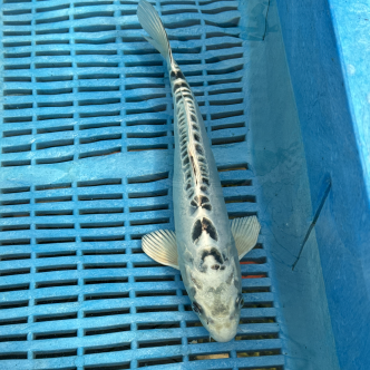 Ginsui koi kopen