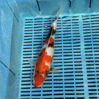 Kin Showa koi kopen