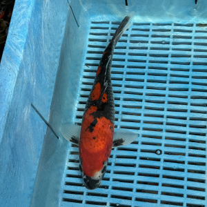 Goshiki koi kopen