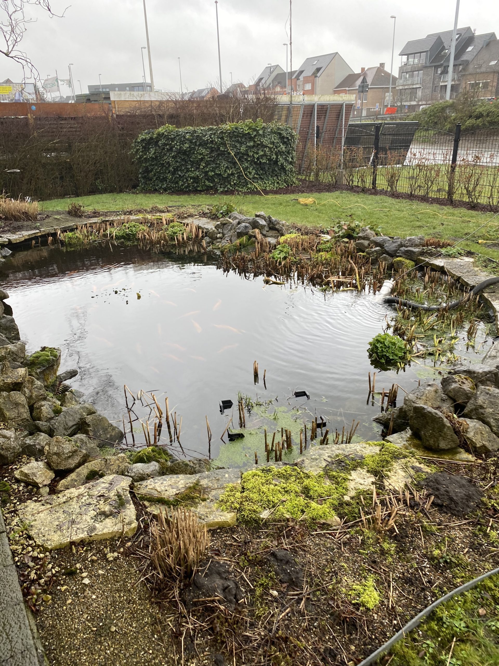 Koi-vijver in de winter met stilstaand water en afgestorven planten, passend bij de koudeperiode waarin koi minder actief zijn
