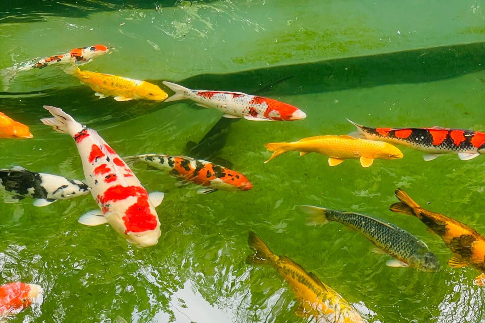 Gezonde koi met levendige kleuren dankzij goede voeding en kleurverbetering