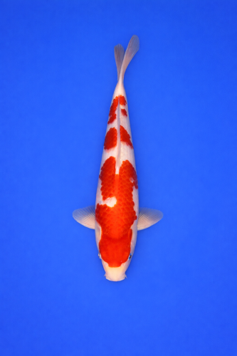 00131014-62F3-49B8-9B26-81121A1E1FEC