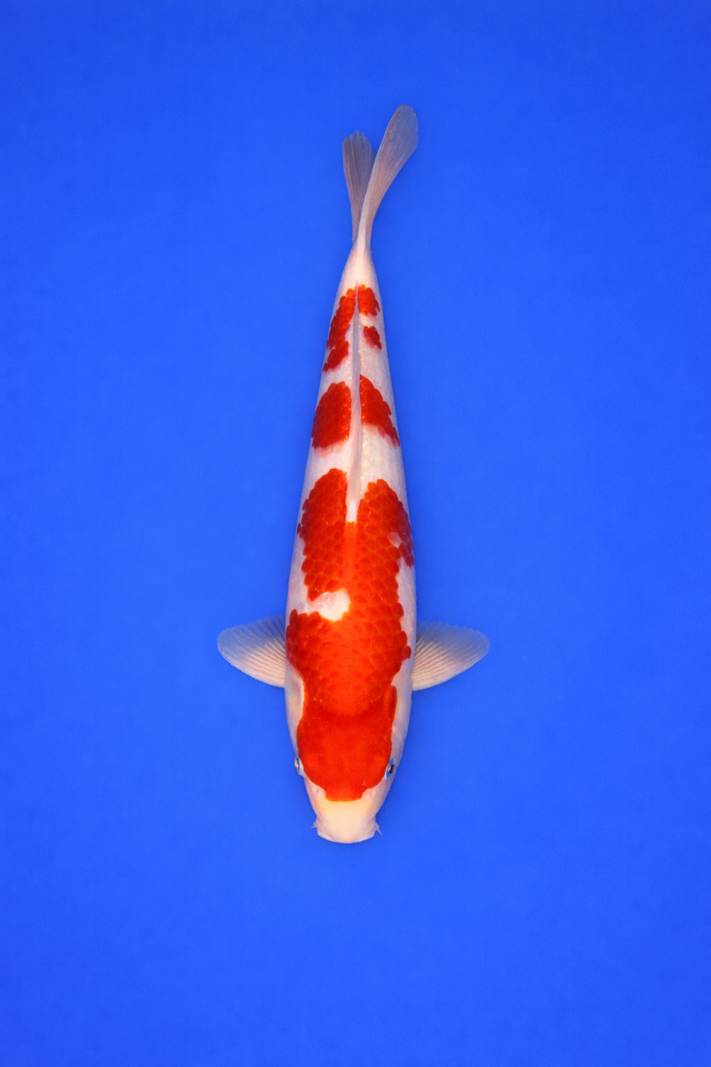 00131014-62F3-49B8-9B26-81121A1E1FEC