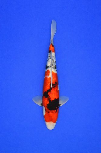 025bf5aa-5cf5-4717-bba1-017923e746f3