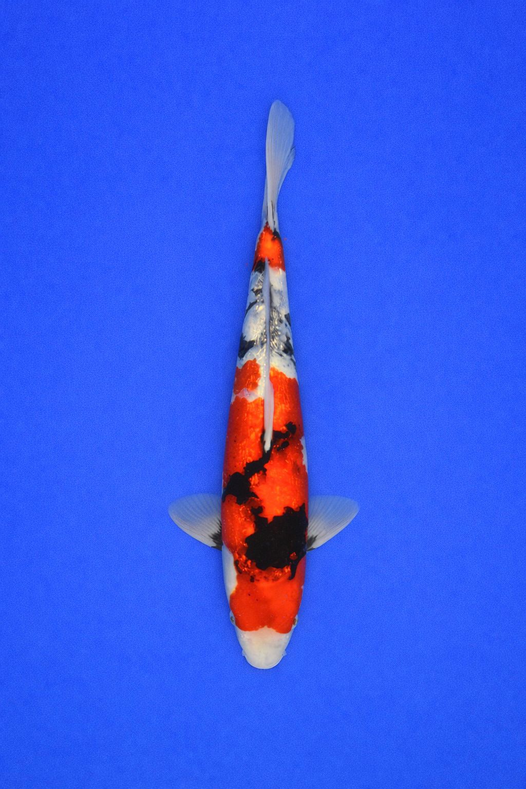 025bf5aa-5cf5-4717-bba1-017923e746f3